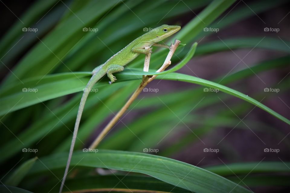 lizard grass