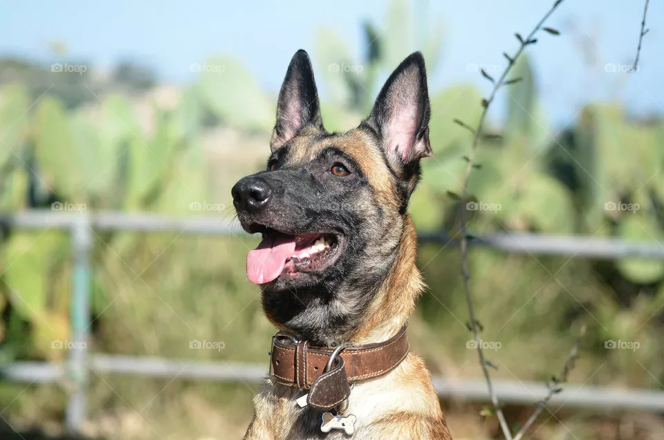 dog