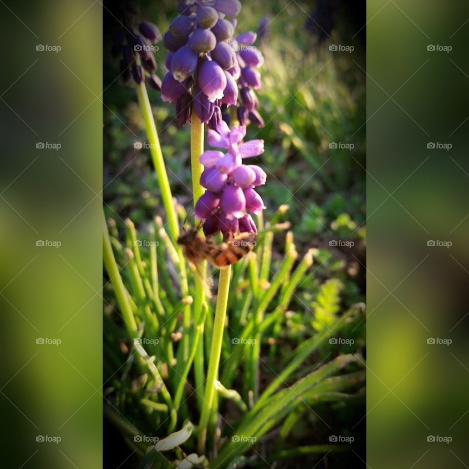 Flower. Bridgeport Lake Tx