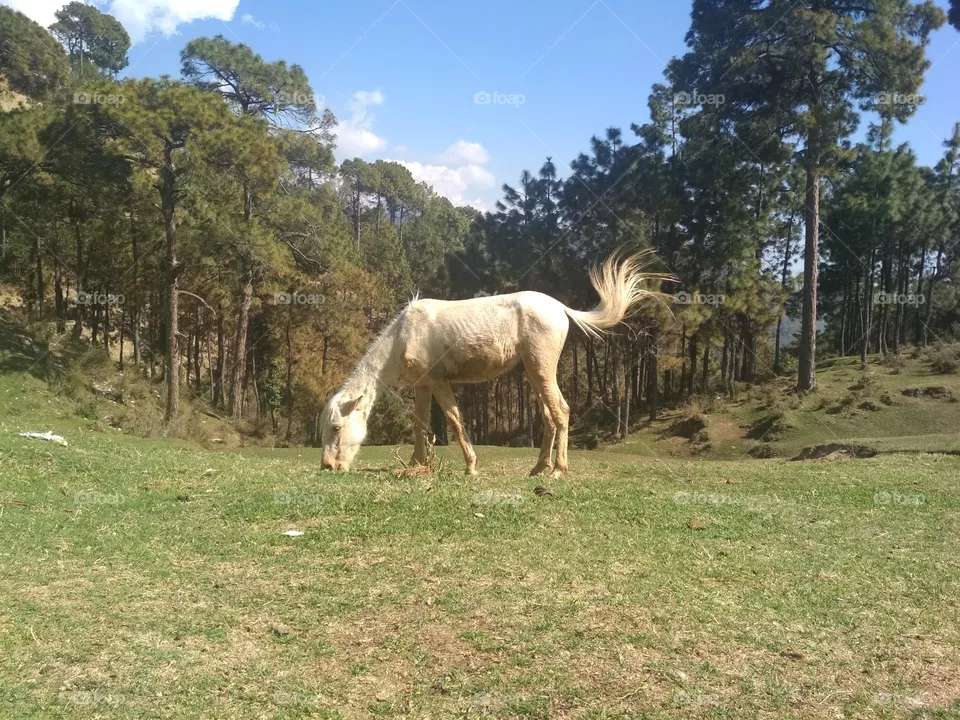a horse.