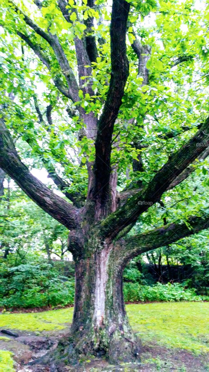 spring trees