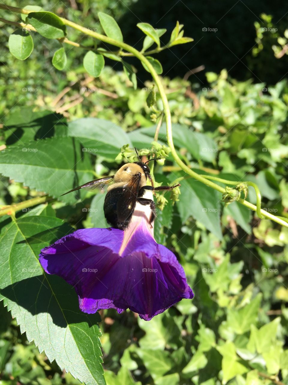 Morning Glory with Bumble Bee 