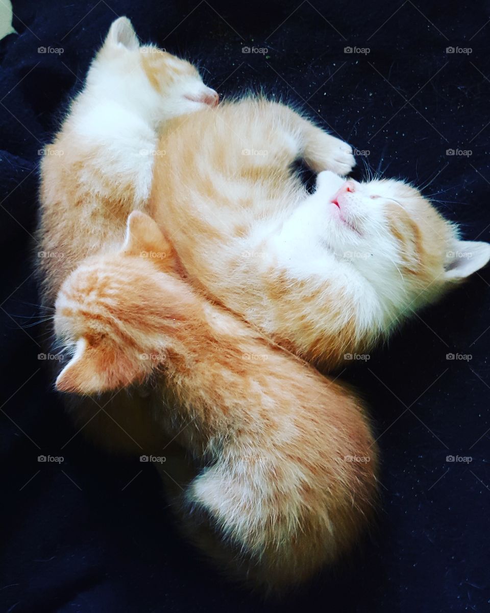 Pile of kittens