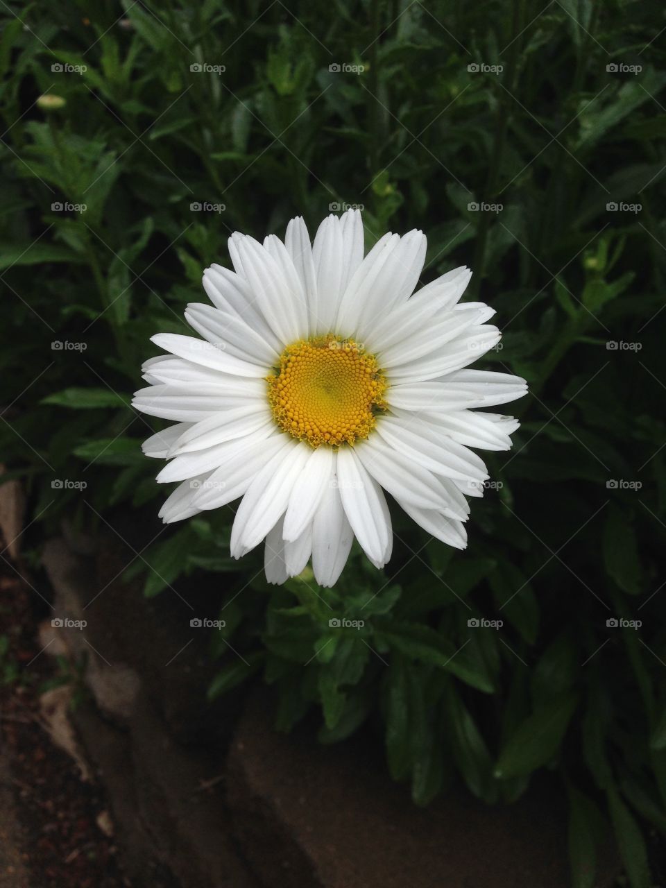 White in a sea of green