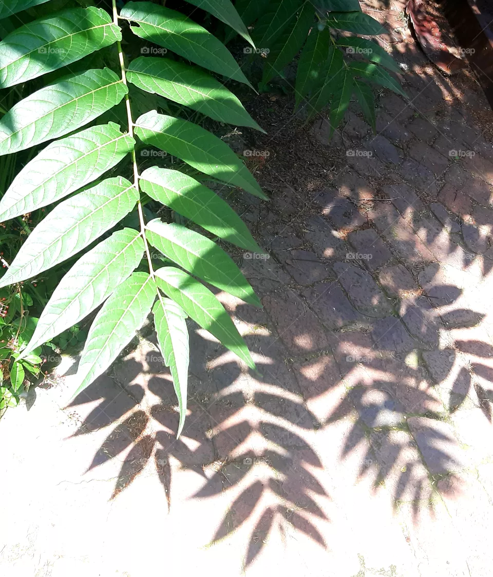shadows