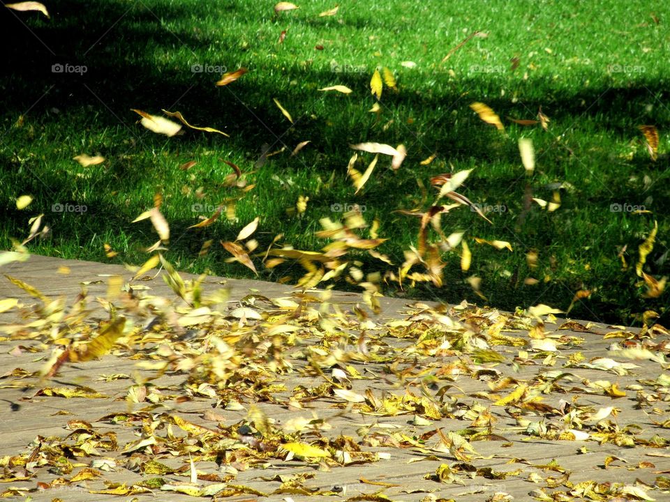 golden autumn, strong wind, leaves fall and spin