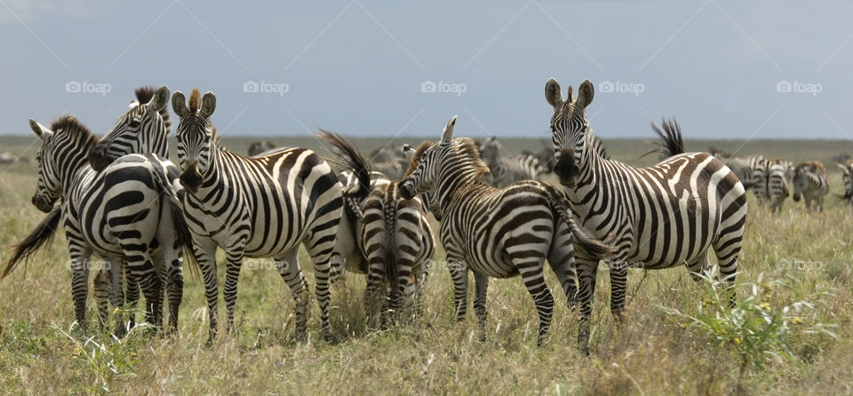 A herd of Zebras in Serengetti national park in Tanzania.