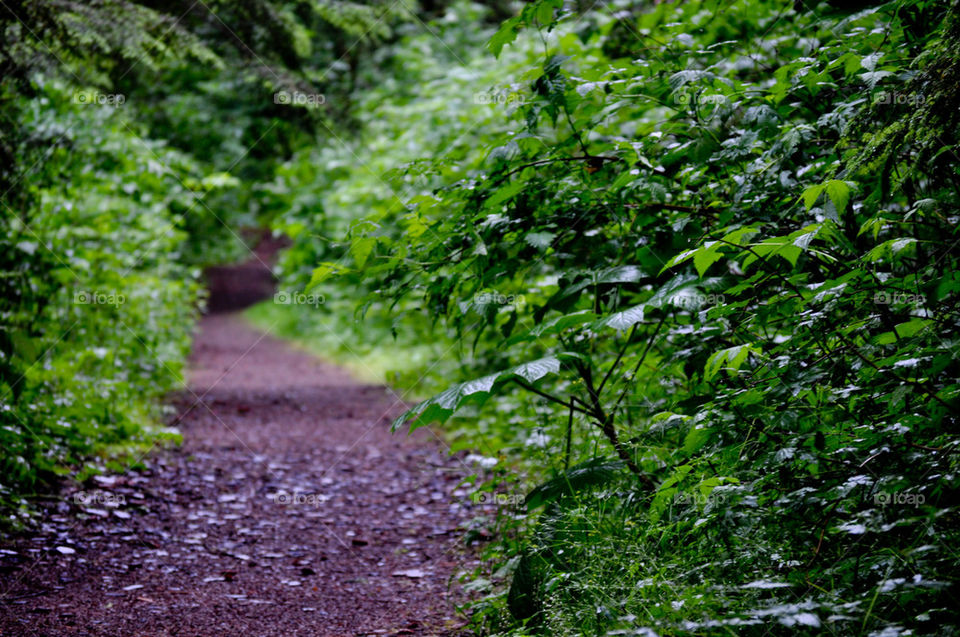 wood tree trees forest by refocusphoto