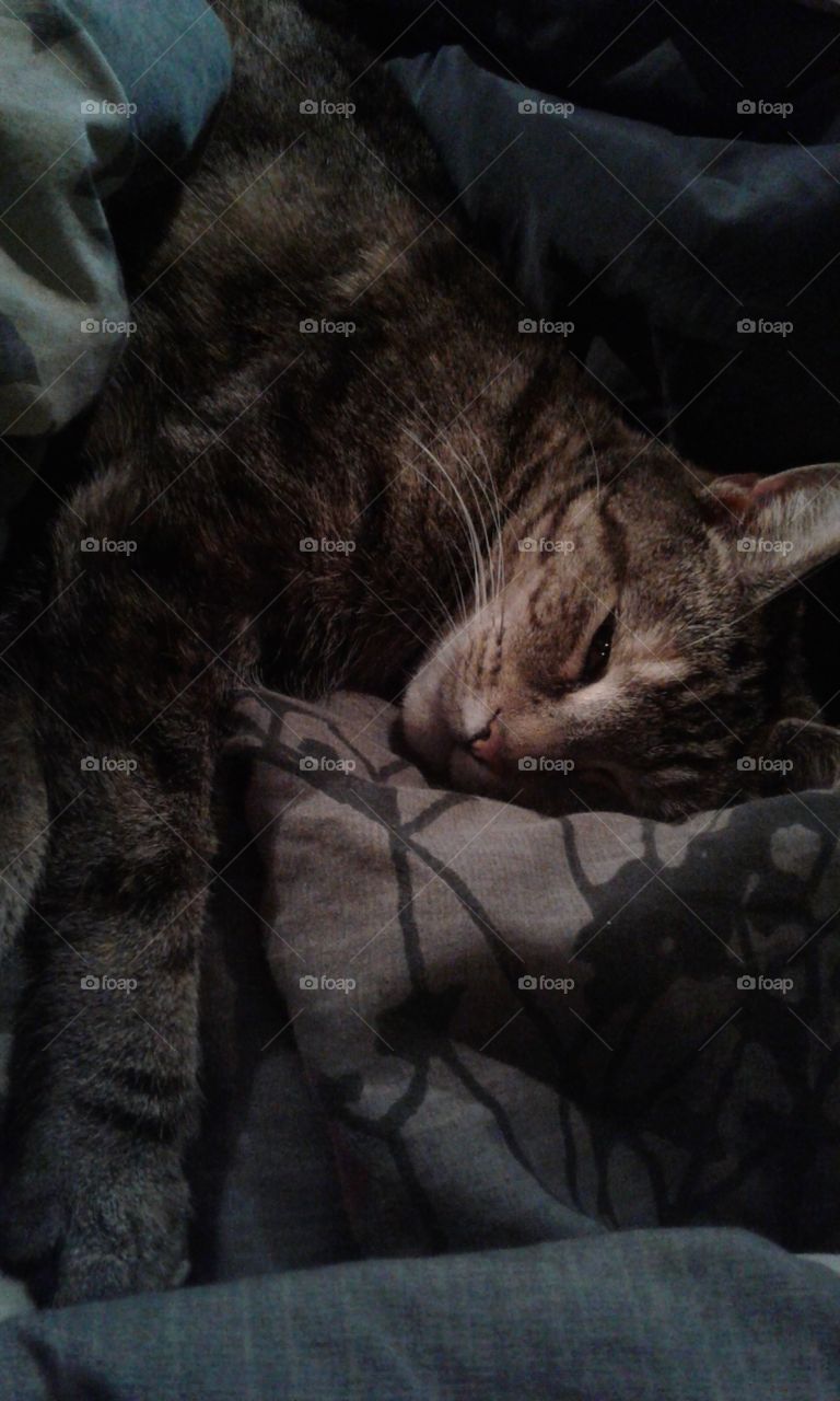 Miss Molly is such a cuddle bug