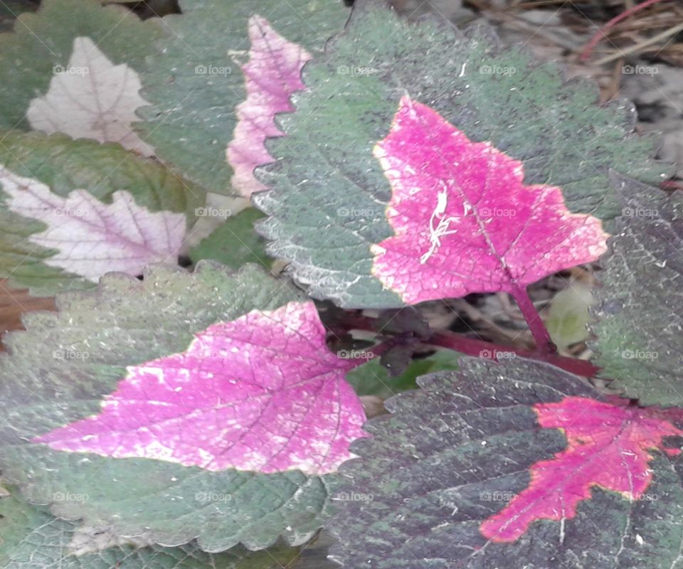 Colourful leaves pink light green and white waw so nice