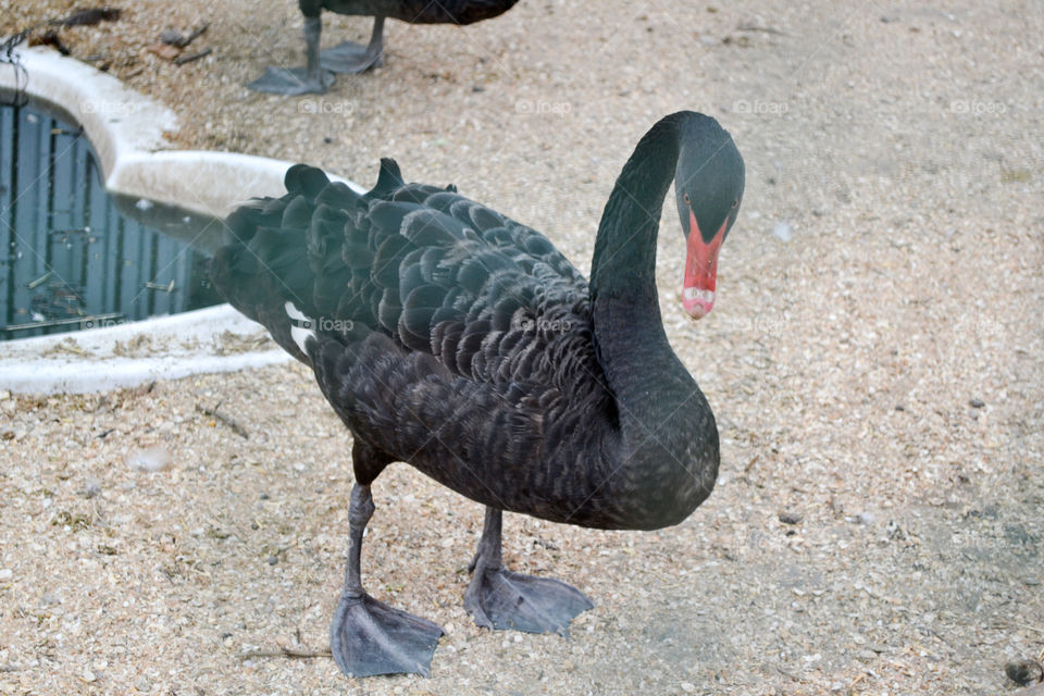 Black goose