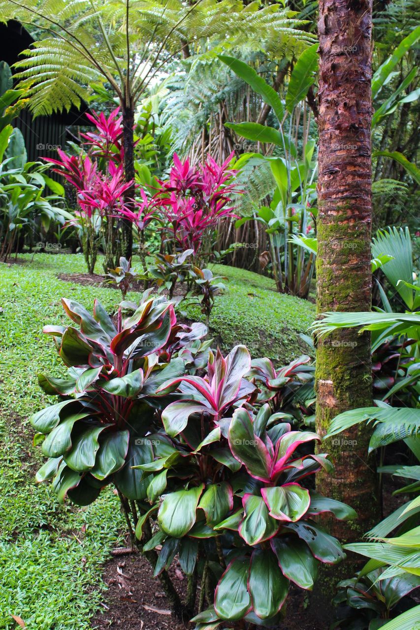 Cordyline is a beautiful pink flower . Natural habitat of the tropical rain forest