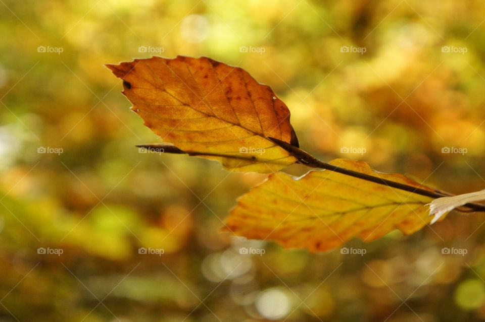 Leaf in Autumn