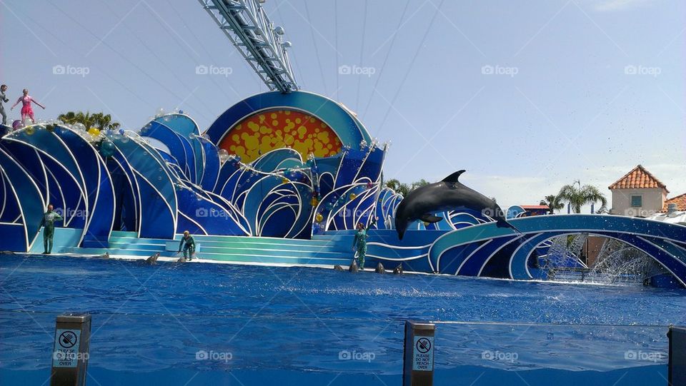 dolphins swimming and eating at sea world in San Diego