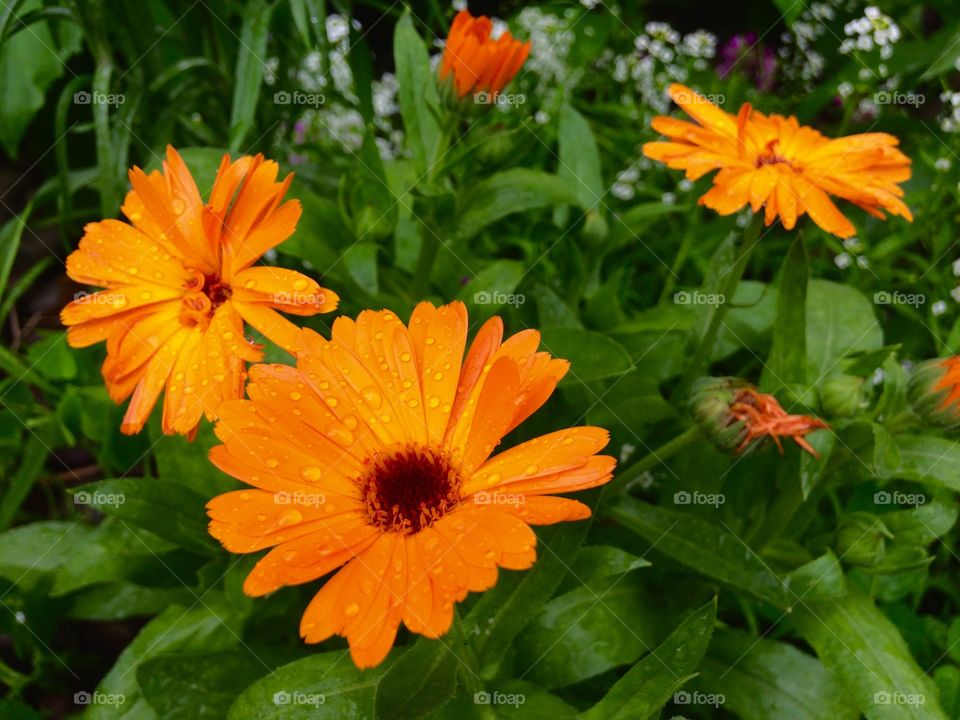 Vibrant orange flower
