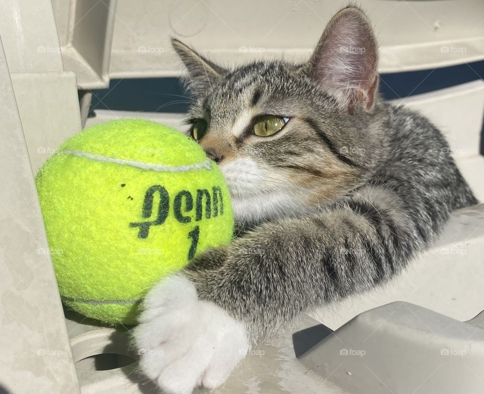Kitten hugging a tennis ball 