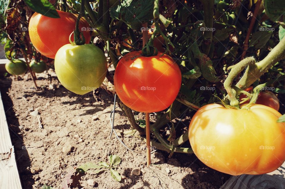 Vegetable Garden