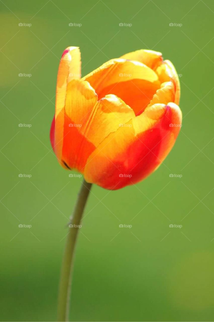 A close-up picture of a lovely orange and yellow tulip growing in our flower garden this spring. 