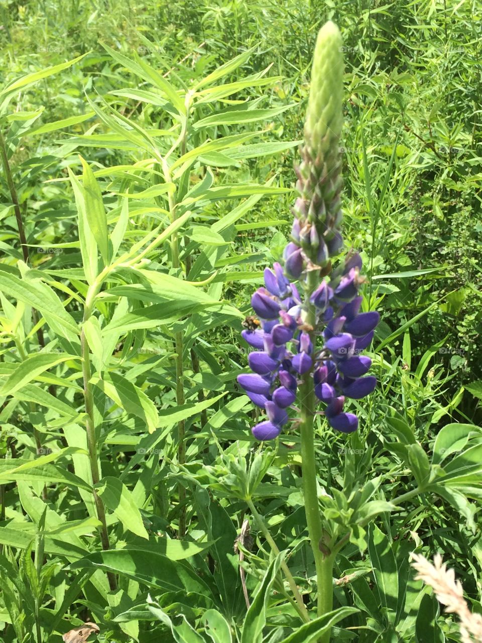 Lupine 