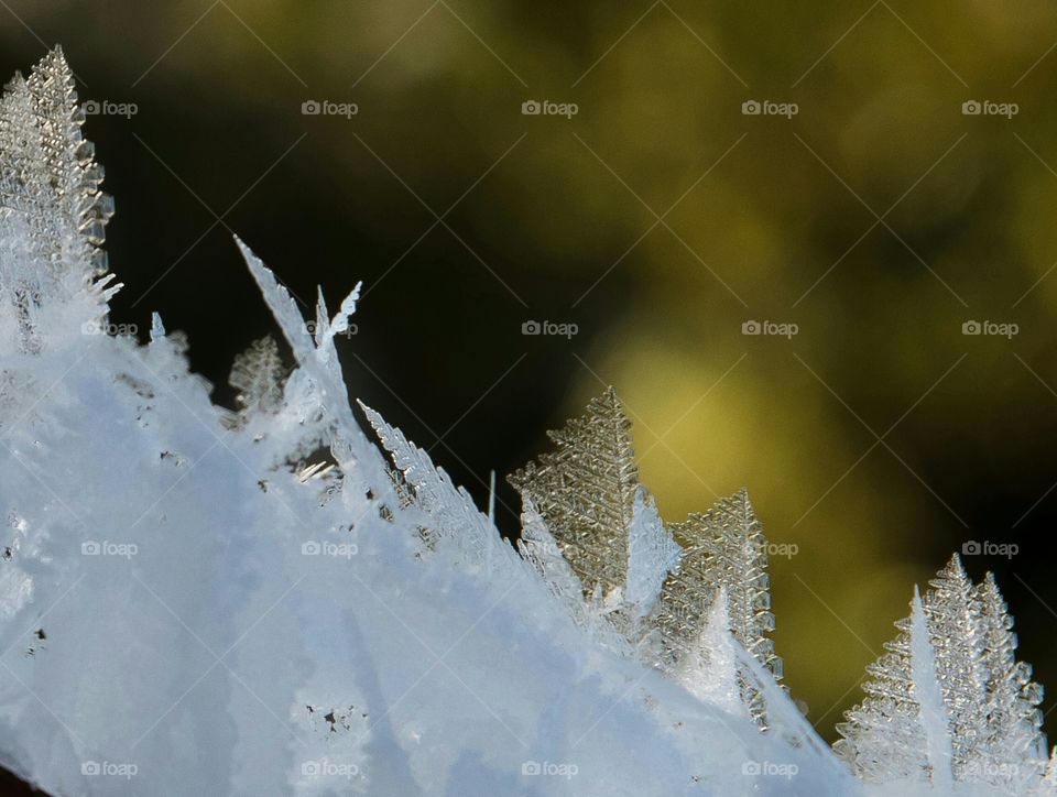 Close up of frozen leaf