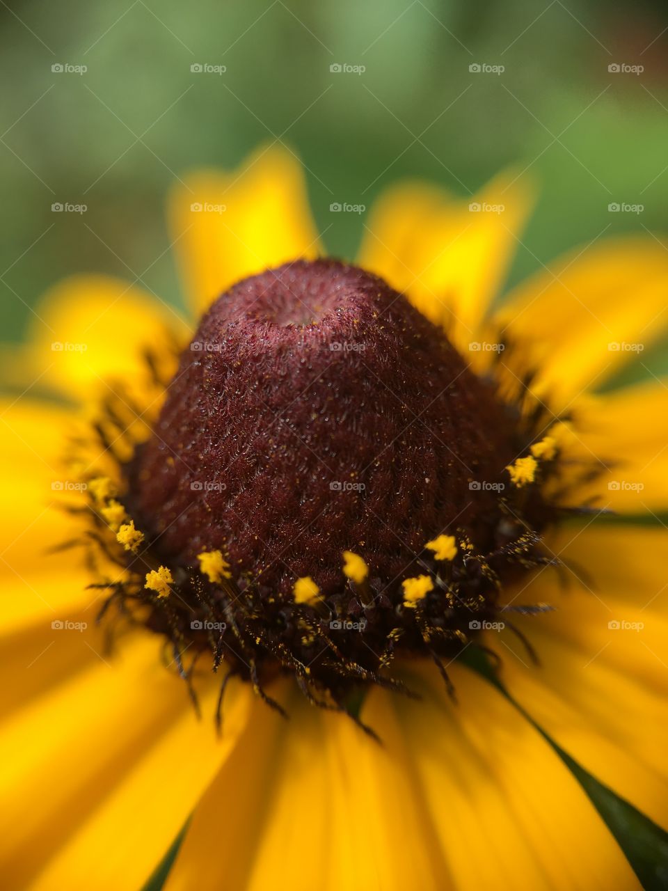 Black-eyed Susan closeup