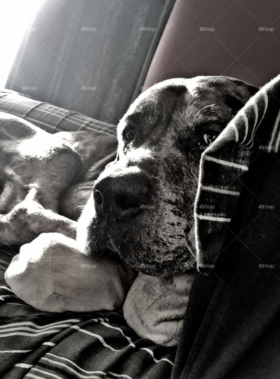 Camera shy Great Dane hiding