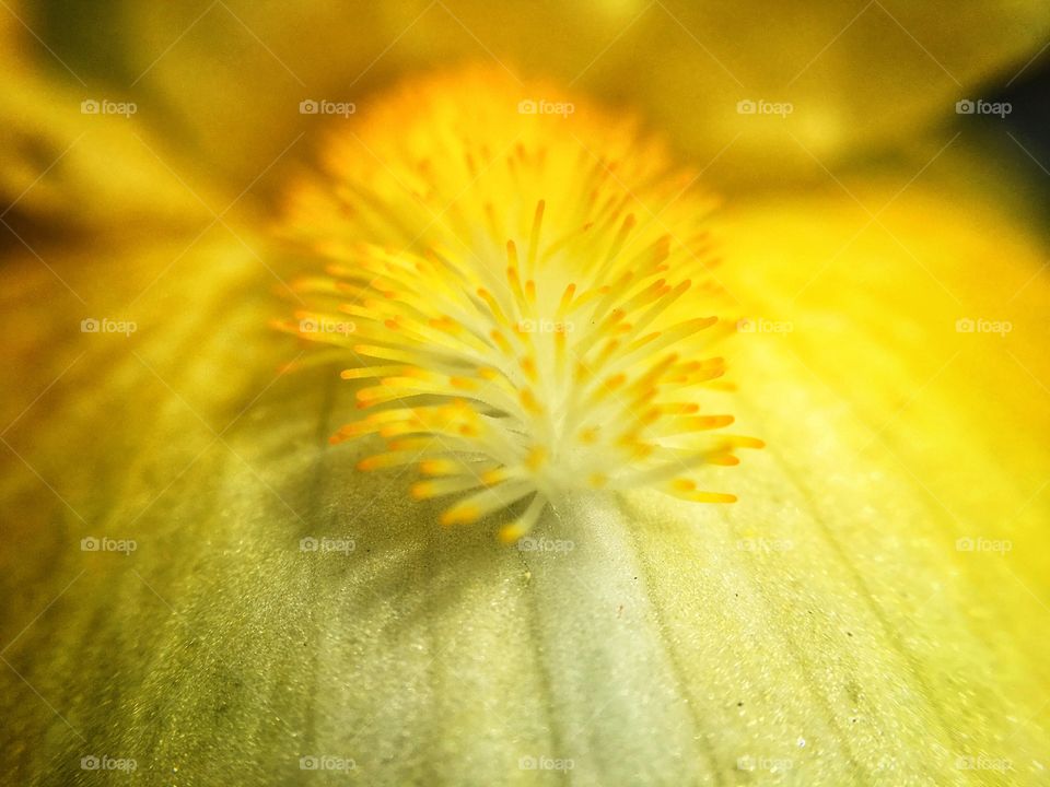 Extreme closeup of yellow flower.