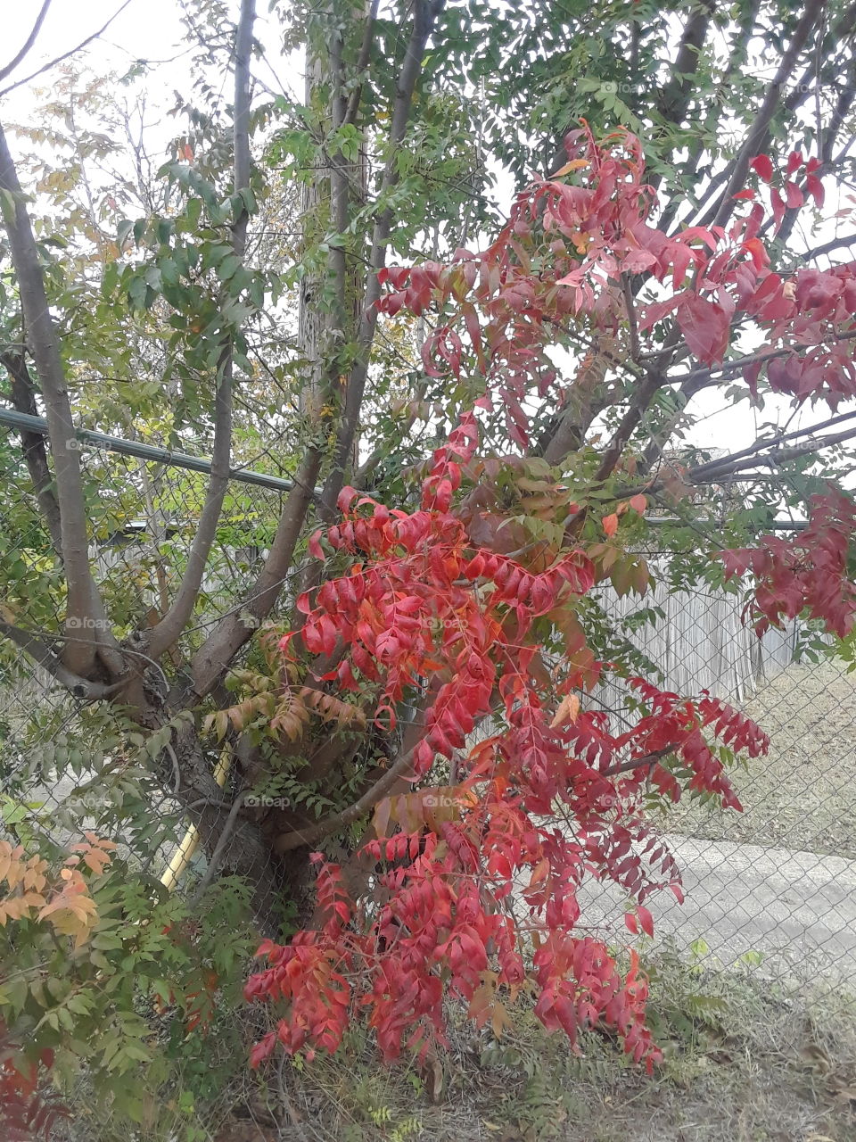 Fall tree's  confused on rather if the leaves should fall. Dallas,Texas confused season