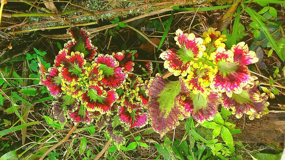 Plectranthus scutellarioides