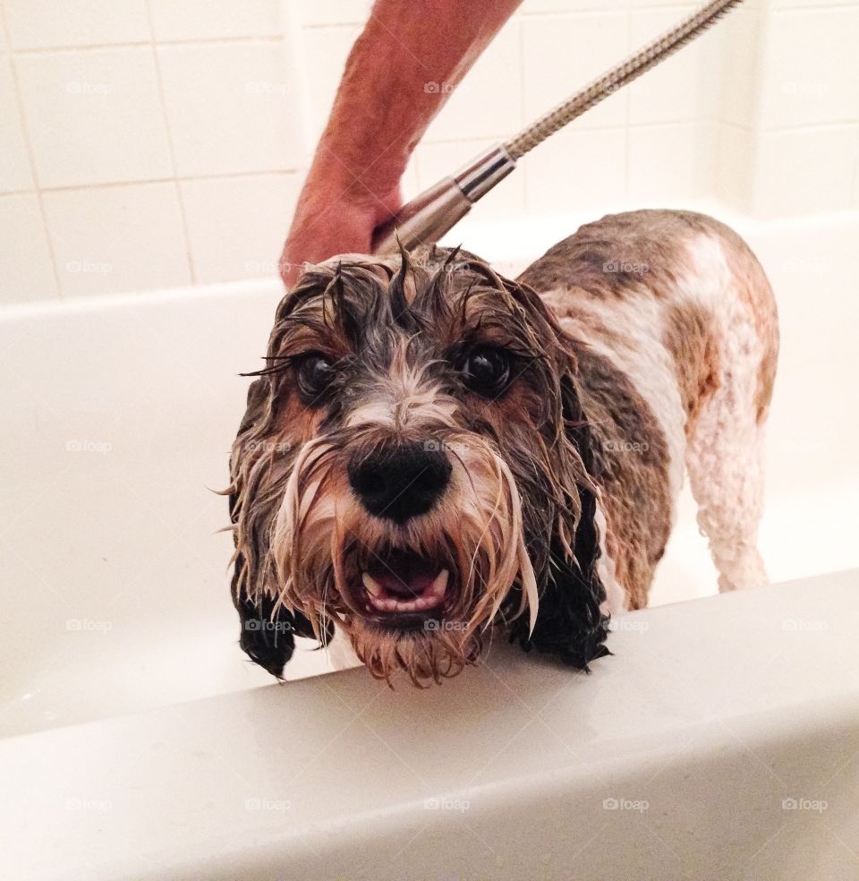 Portrait of bathing dog