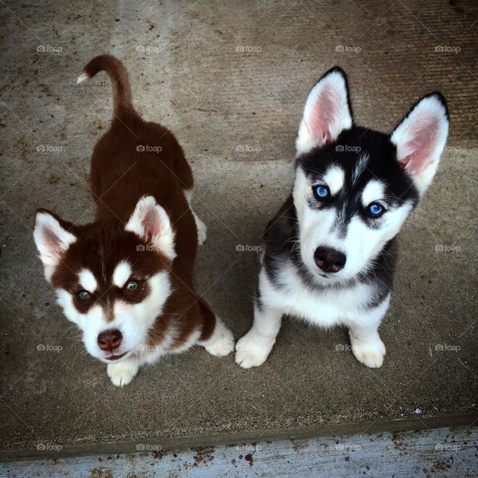 High angle view of siberian husky