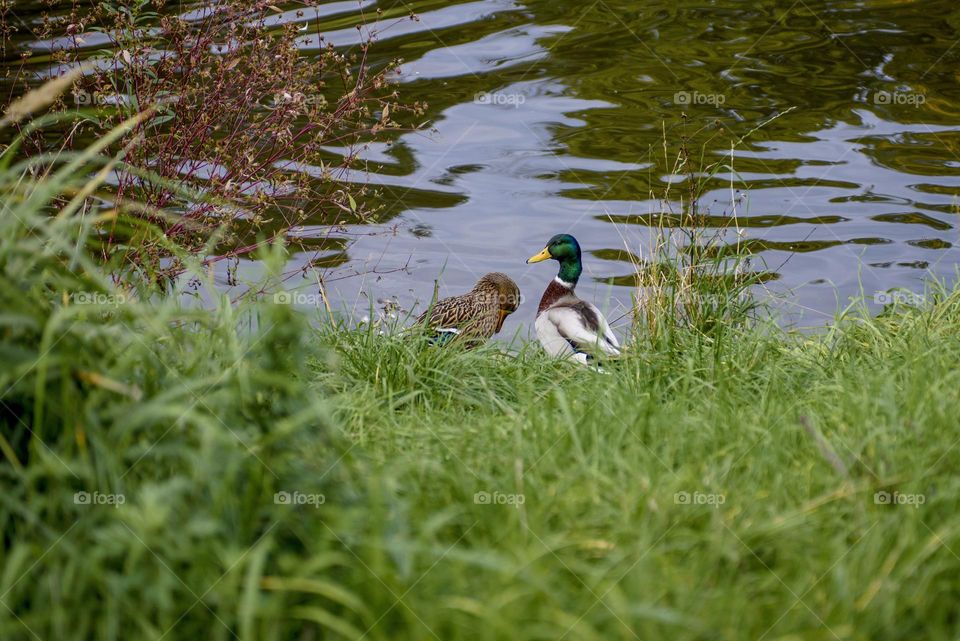 A flock of wild ducks swims in the lake. Landscape of wild nature.