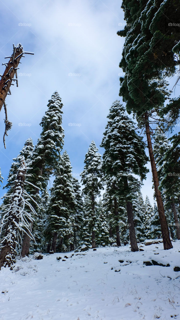 Winter landscape