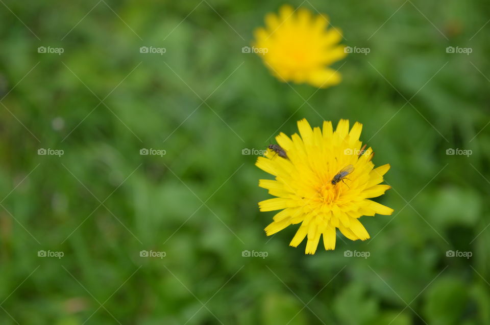 yellow dandelions