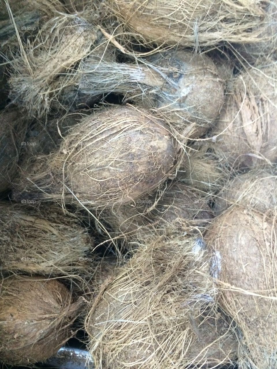 Coconuts