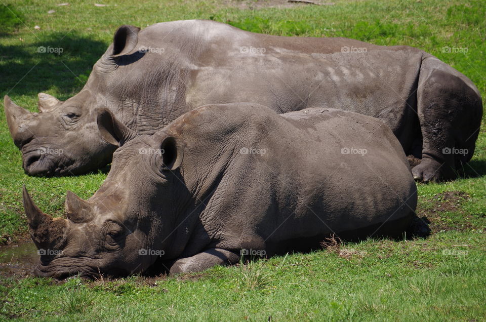 Two Napping Rhinos
