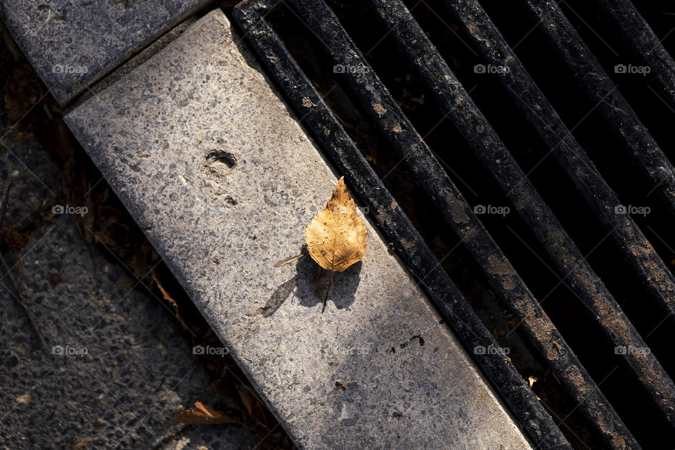 A portait of a yellow fallen birch leaf on a concrete stone block next to a metal grill giving nice leading lines during autumn or fall season.