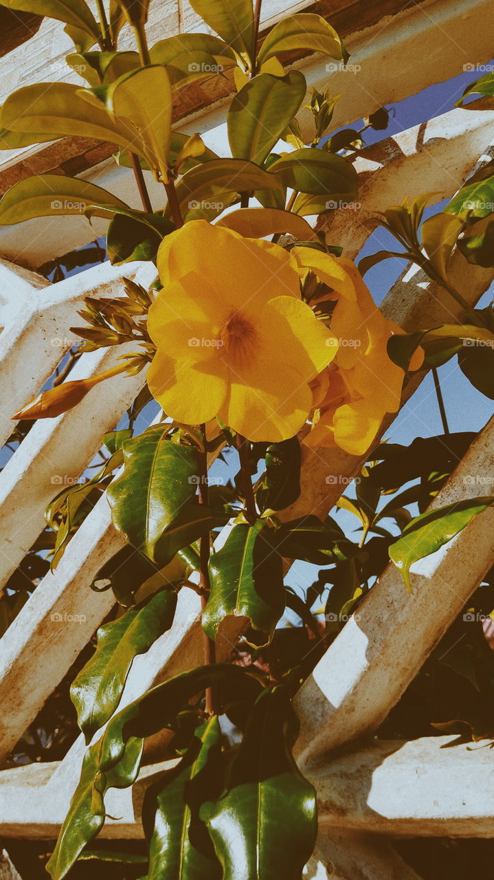 yellow beautiful flower in my garden