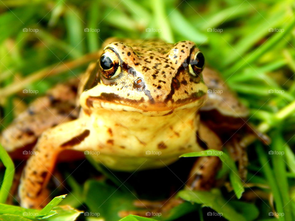 Frog in the garden