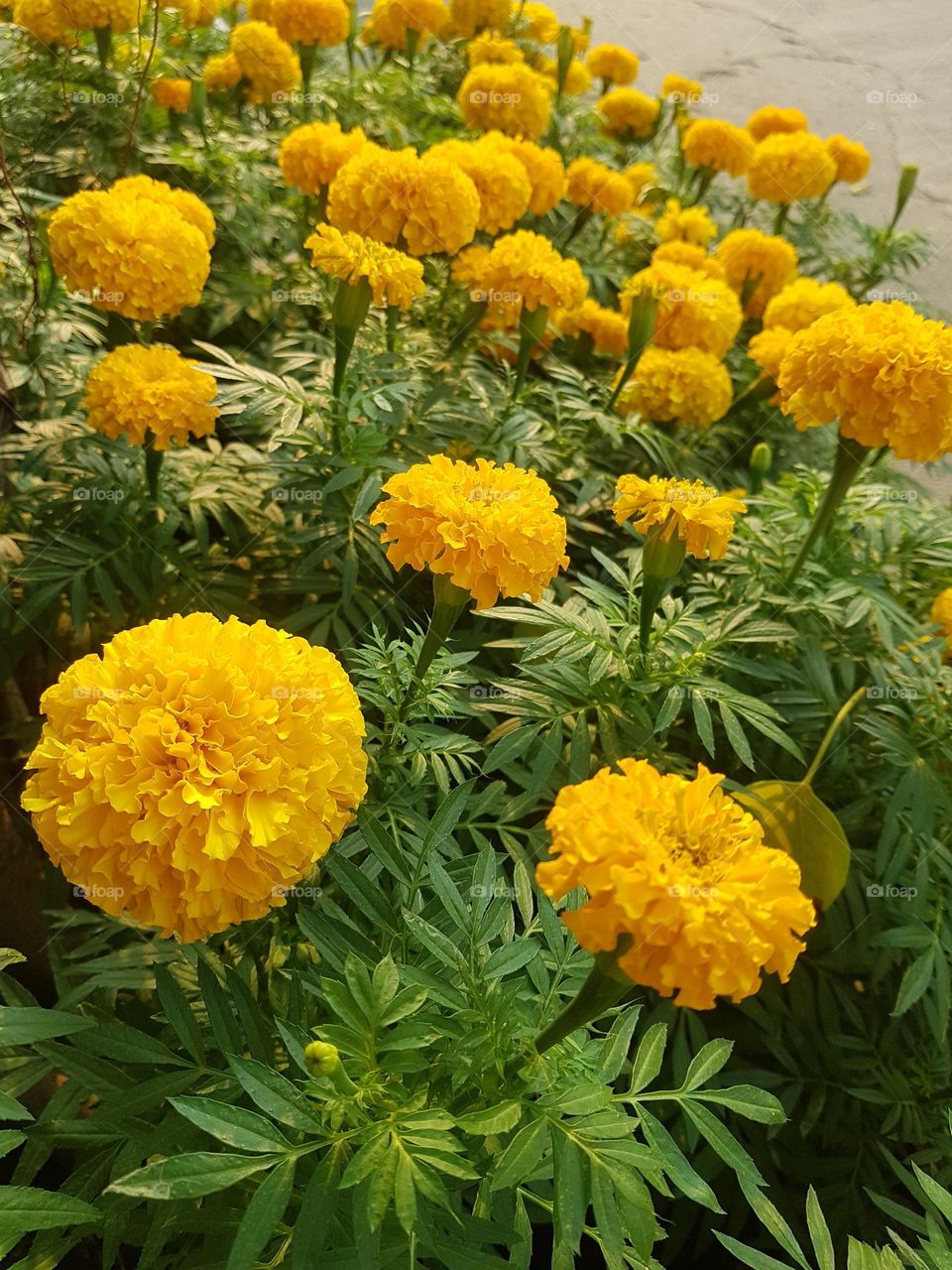 marigold