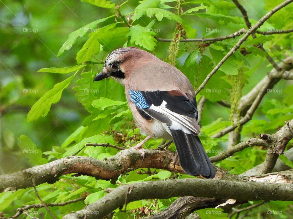 A Jay in a tree