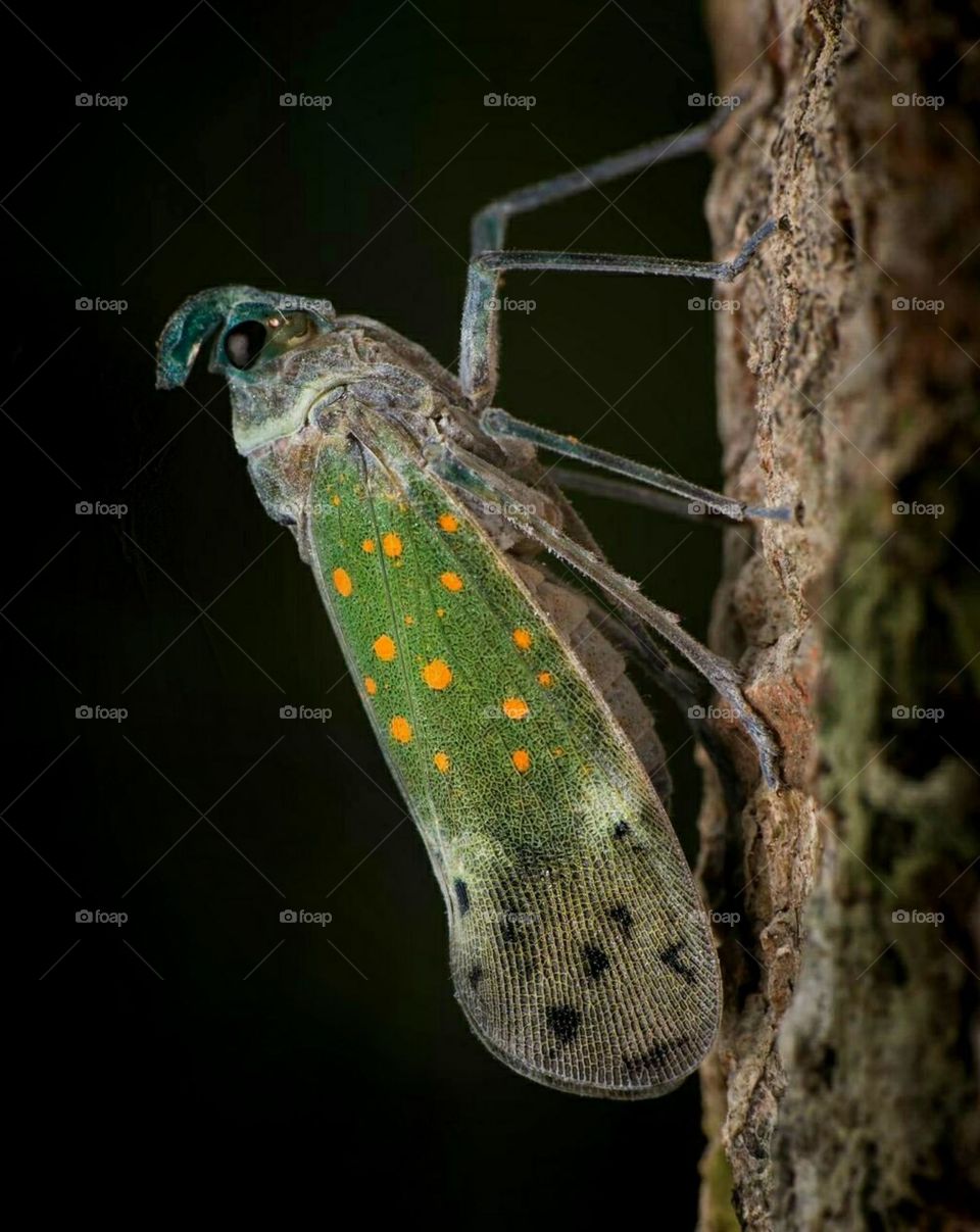 Laternenkäfer Pyrops whiteheadi