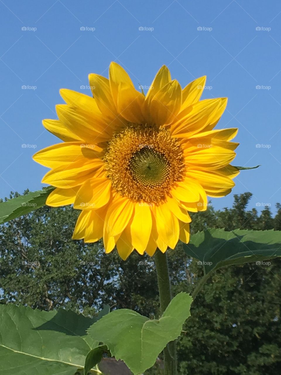 Sunflower 