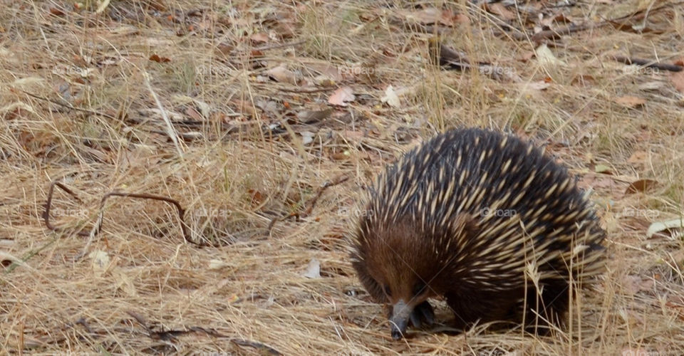 Echidna
