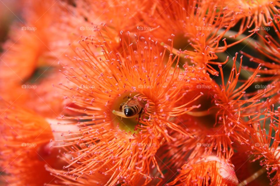 Bee inside orange flower