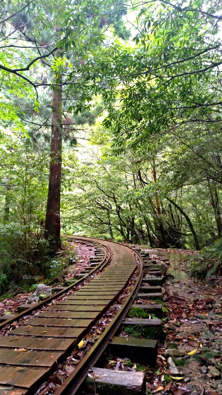 Trail to Yakusugi (cedar aging over 2000 years) in Yakushima, Japan