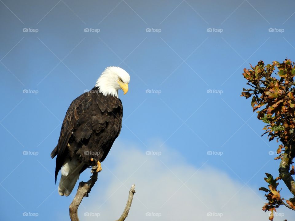 bald eagle close up