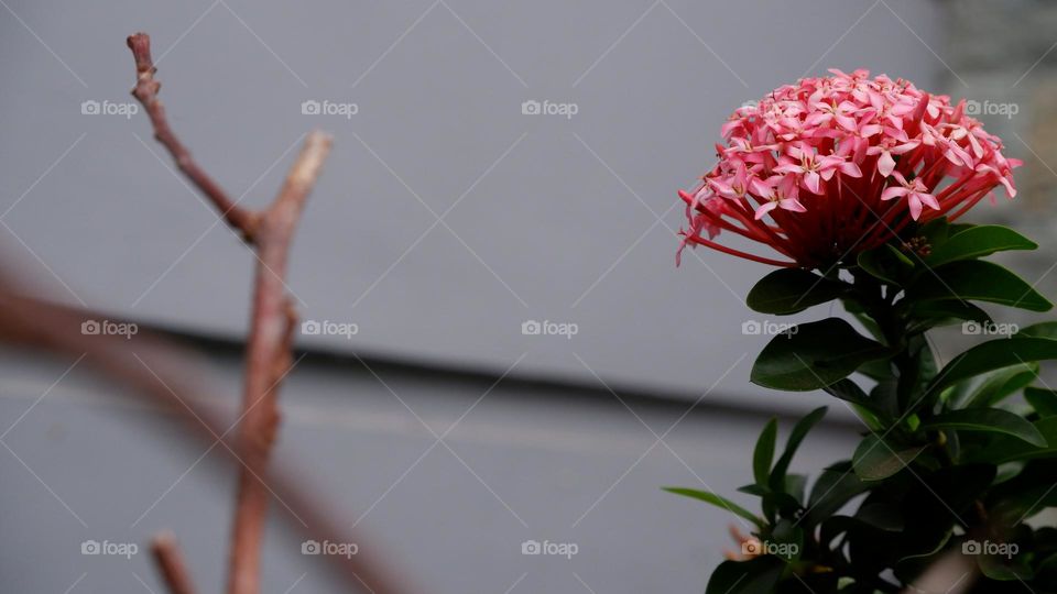 Ixora chinensis, commonly known as Chinese ixora, is a species of plant of the genus Ixora