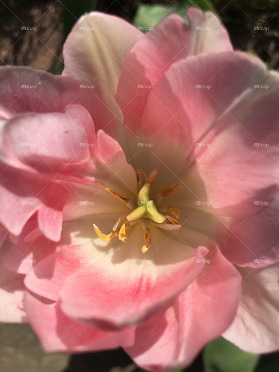 Pastel pink tulip