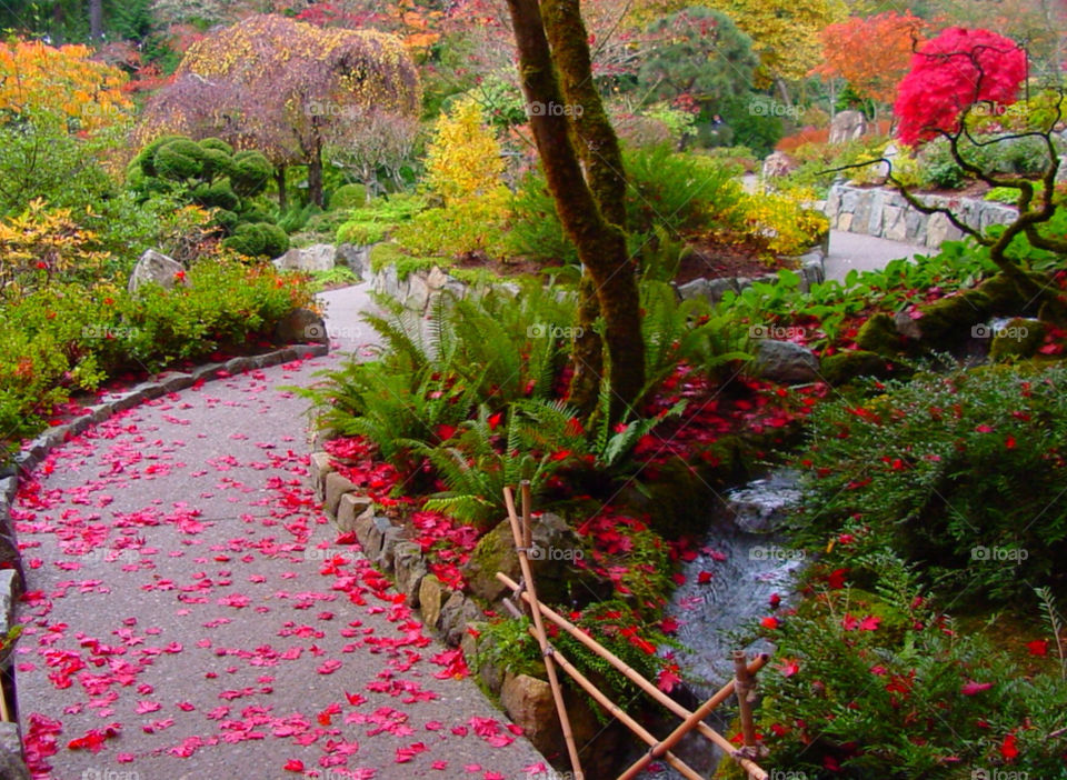 red water autumn path by kshapley